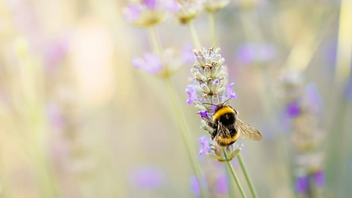 Queen Bumblebees Survive Winter Floods by Breathing Underwater