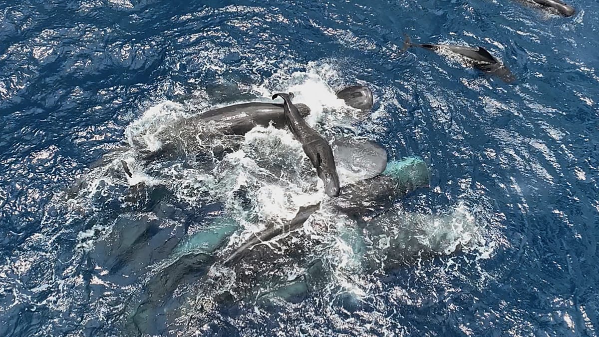 Rare Footage Reveals Complex Social Cooperation During Sperm Whale Birth
