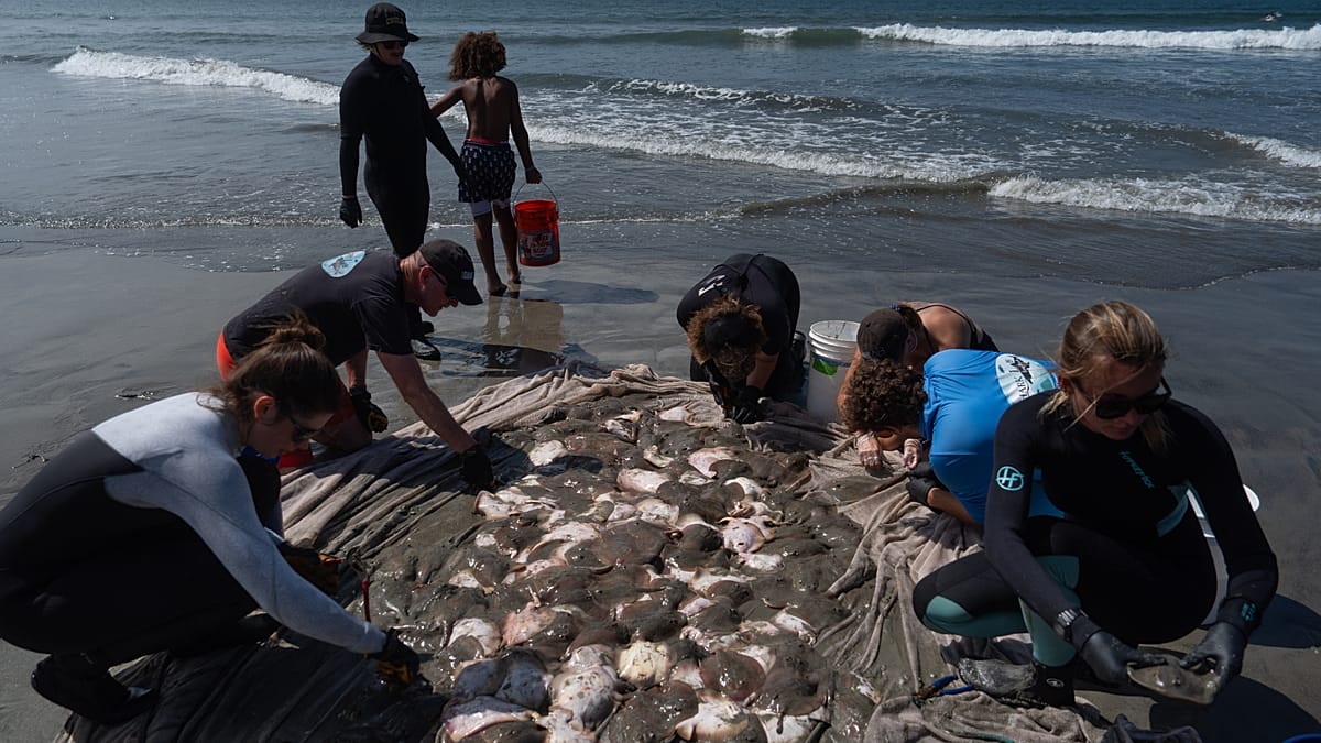 Record stingray injuries on California beaches as warm waters draw rays ashore