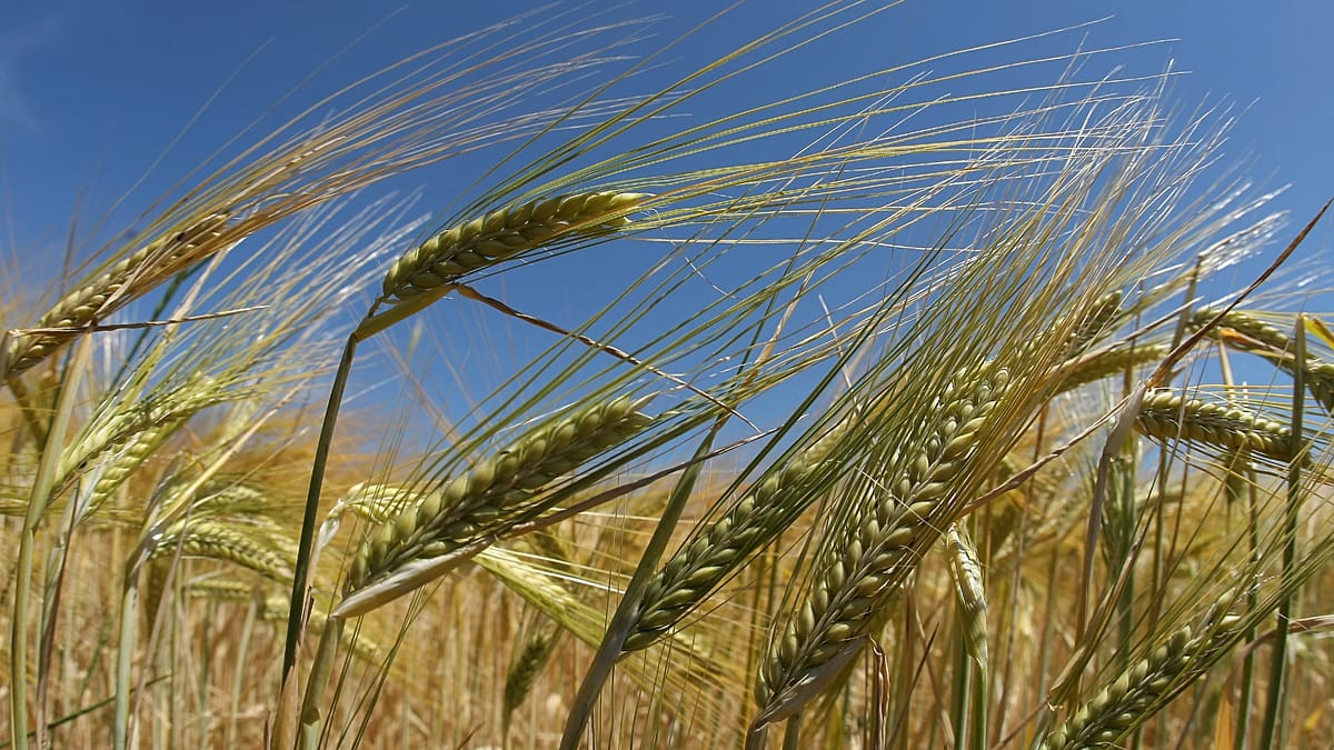 Regenerative Farms Lost Three Times Less Yield in France's Droughts: Study