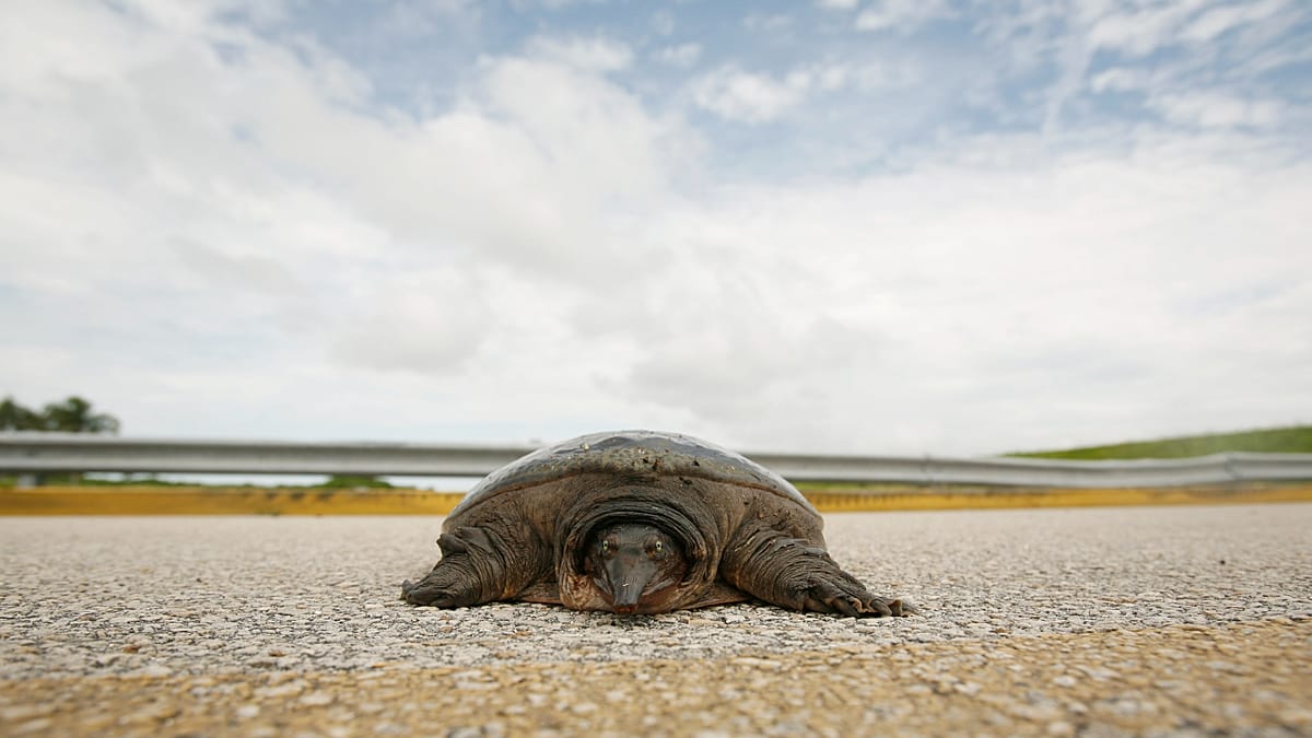 Rehabilitated green sea turtle Jurassic returns to Atlantic with satellite tracker