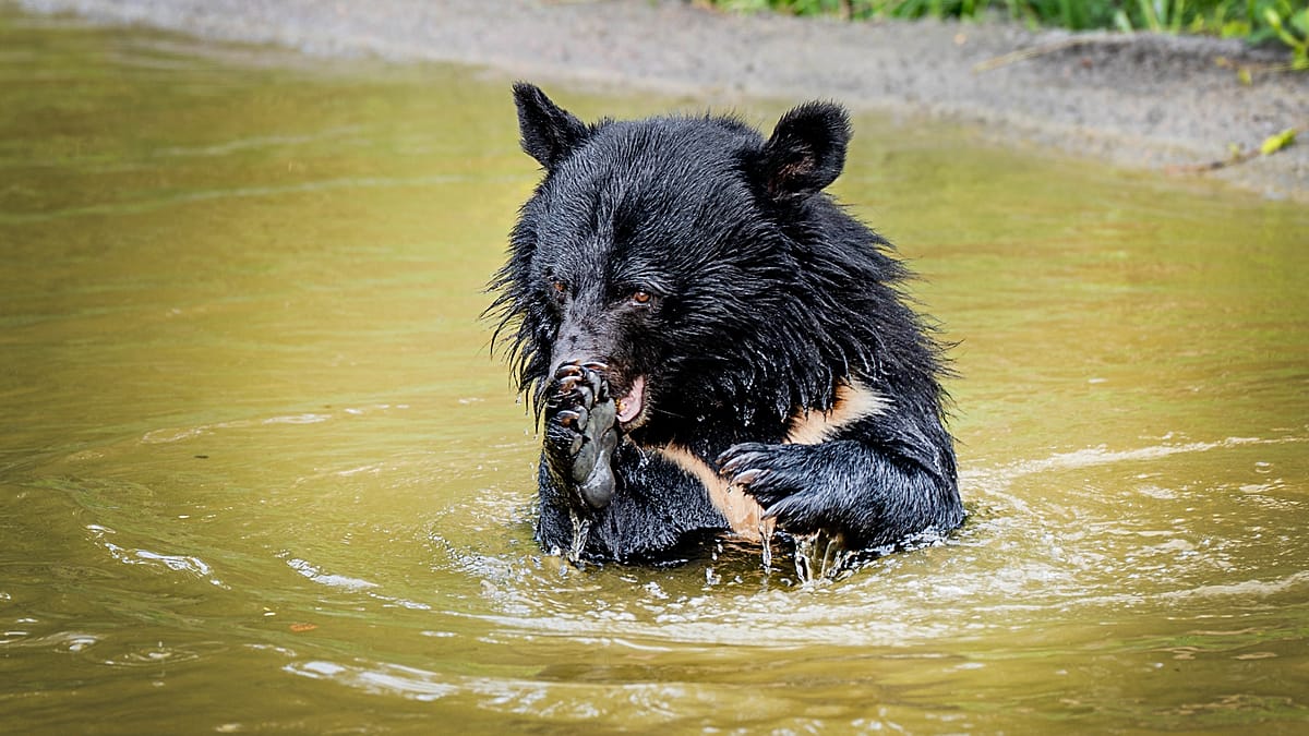 Rescued Bile Bears from South Korea Find Sanctuary in Danish Forest