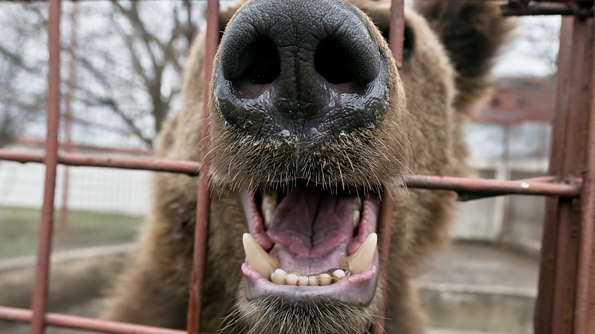 Rescued Brown Bears Recover in Armenia After Years of Captivity as Status Symbols