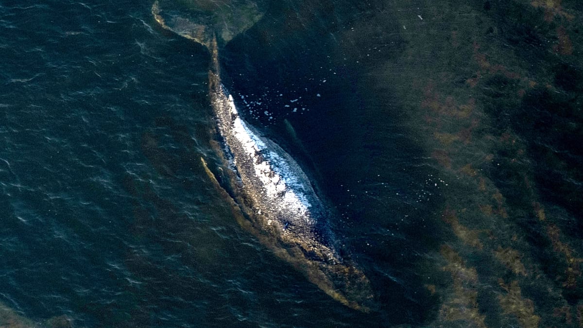Rescued Humpback Whale Timmy Released into North Sea Near Skagen