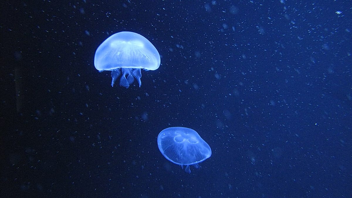 Rising Sea Temperatures Bring More Jellyfish to German Beaches