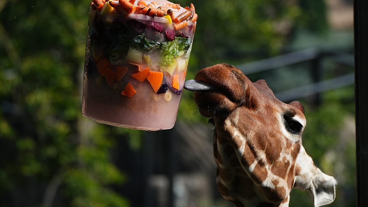 Rome's Bioparco Deploys Frozen Treats and Chilled Pools to Protect Animals from Heatwave