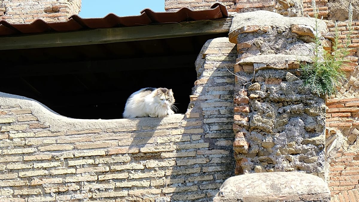 Rome’s New Running Tour Combines Jogging with Feline Colonies