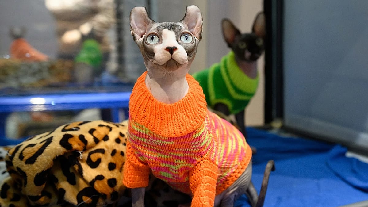 Russia's cat paradox: world's highest ownership, millions of strays