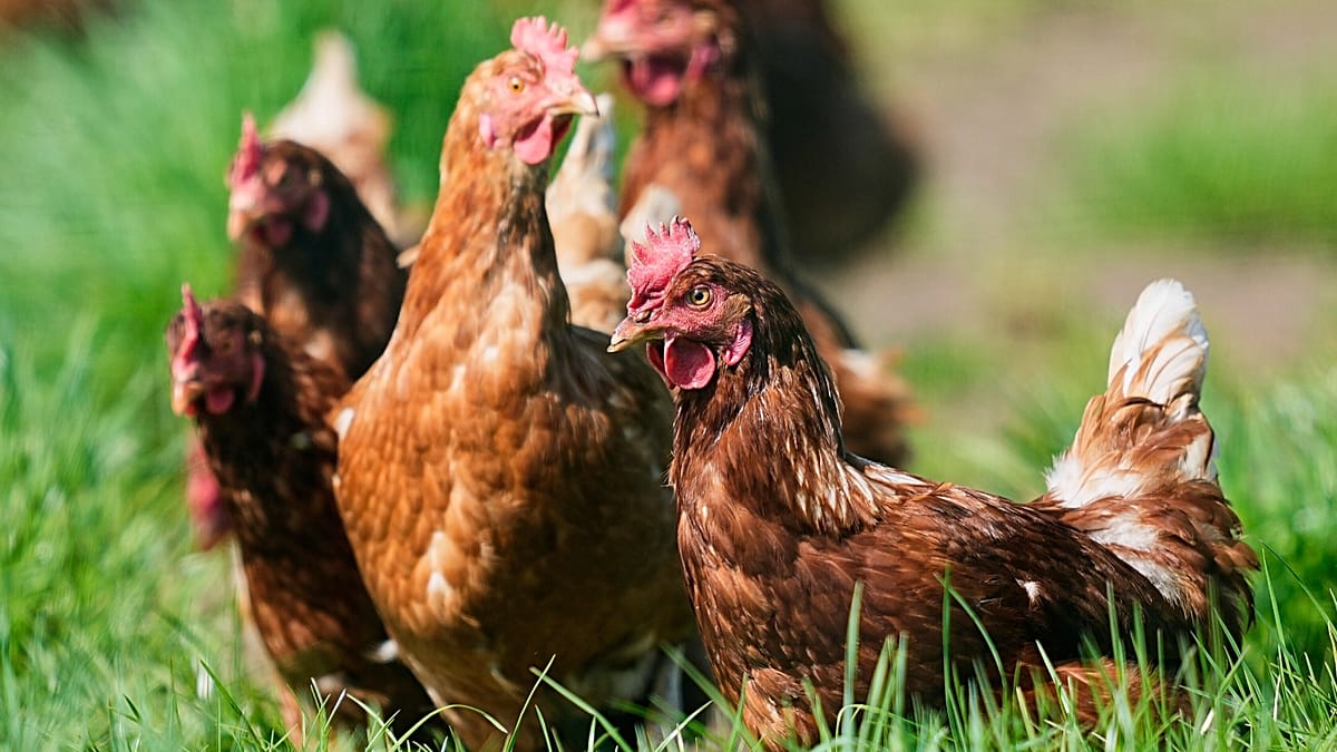 Russians mock decree requiring chicken registration