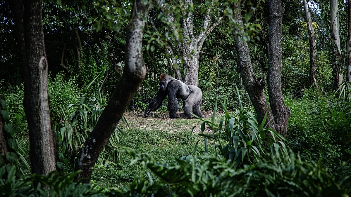 Rwanda's Gorilla Tourism Surges as Attenborough Effect Drives Demand