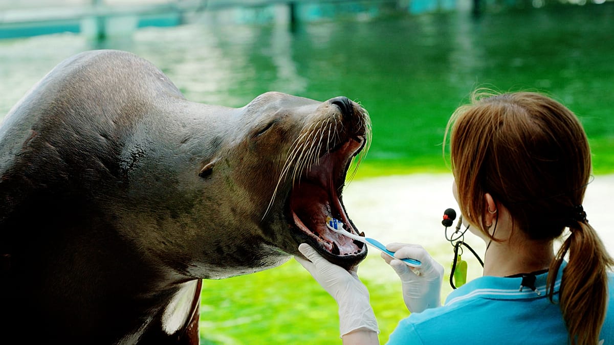 Seal at Nyíregyháza Zoo Demonstrates Daily Tooth-Brushing Routine