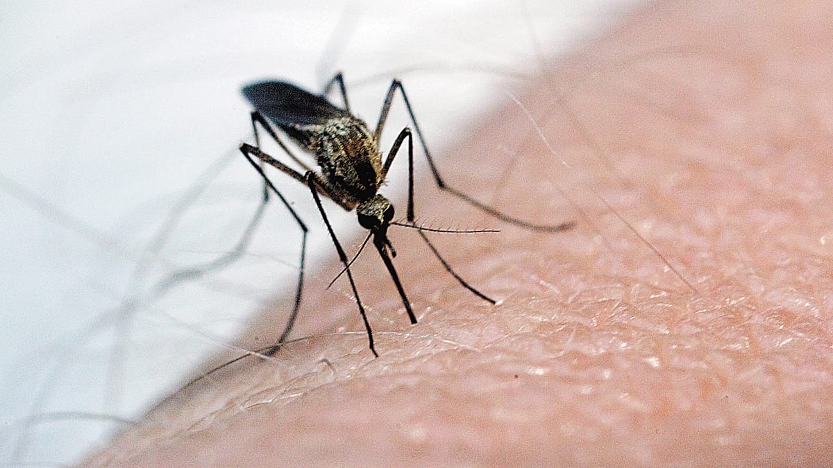 Second West Nile death in Andalusia as Seville region raises alert