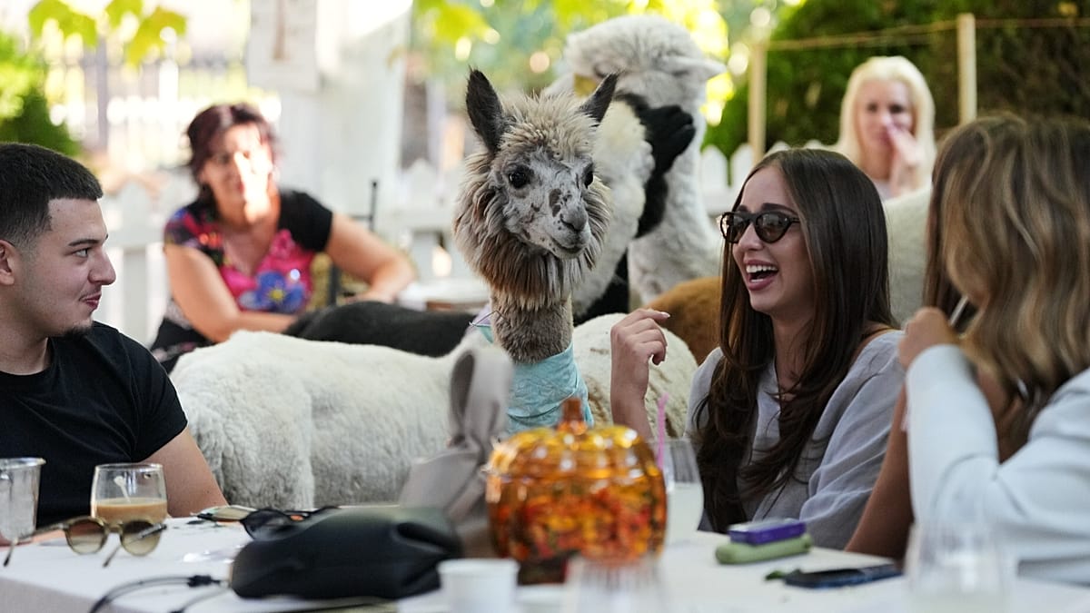 Serbian café pairs coffee with alpacas at northern resort