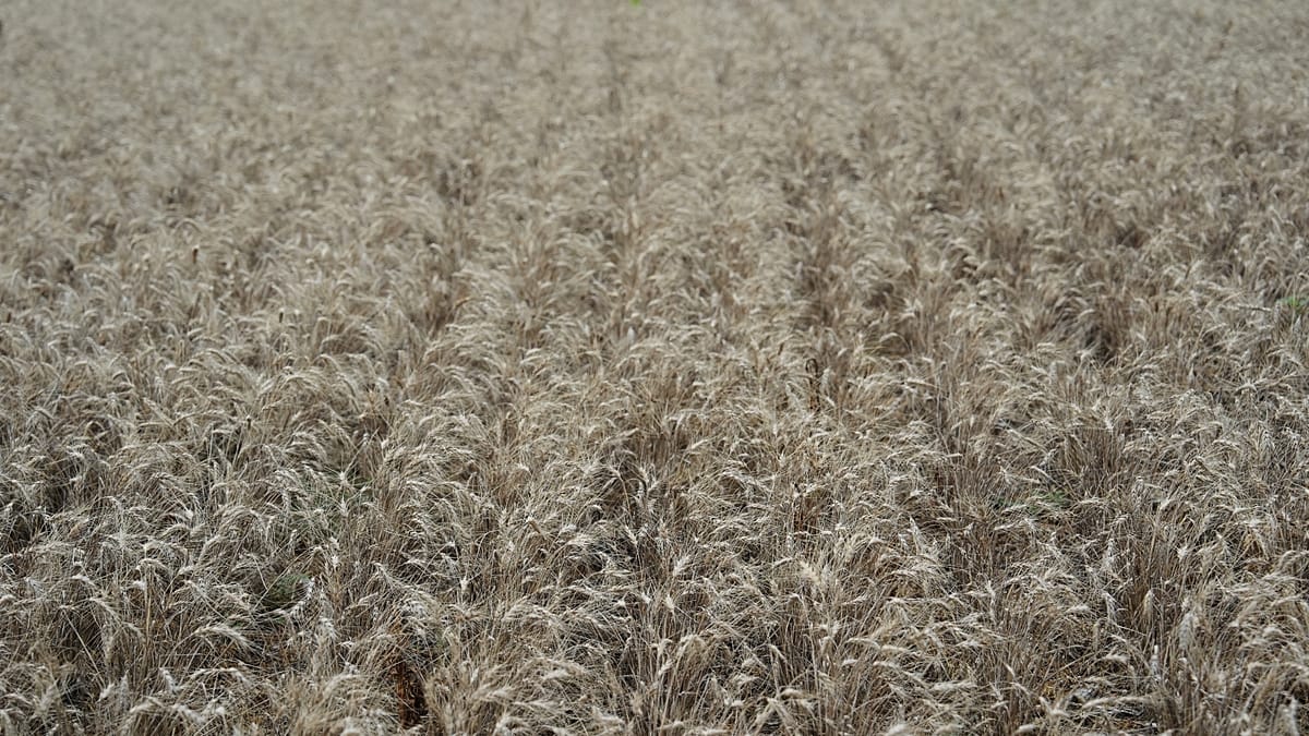 Seventeen EU leaders urge Irish presidency to shield farm and cohesion funds