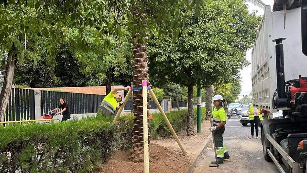 Seville Fits Tracking Chips to Palm Trees After Theft of Ten Specimens