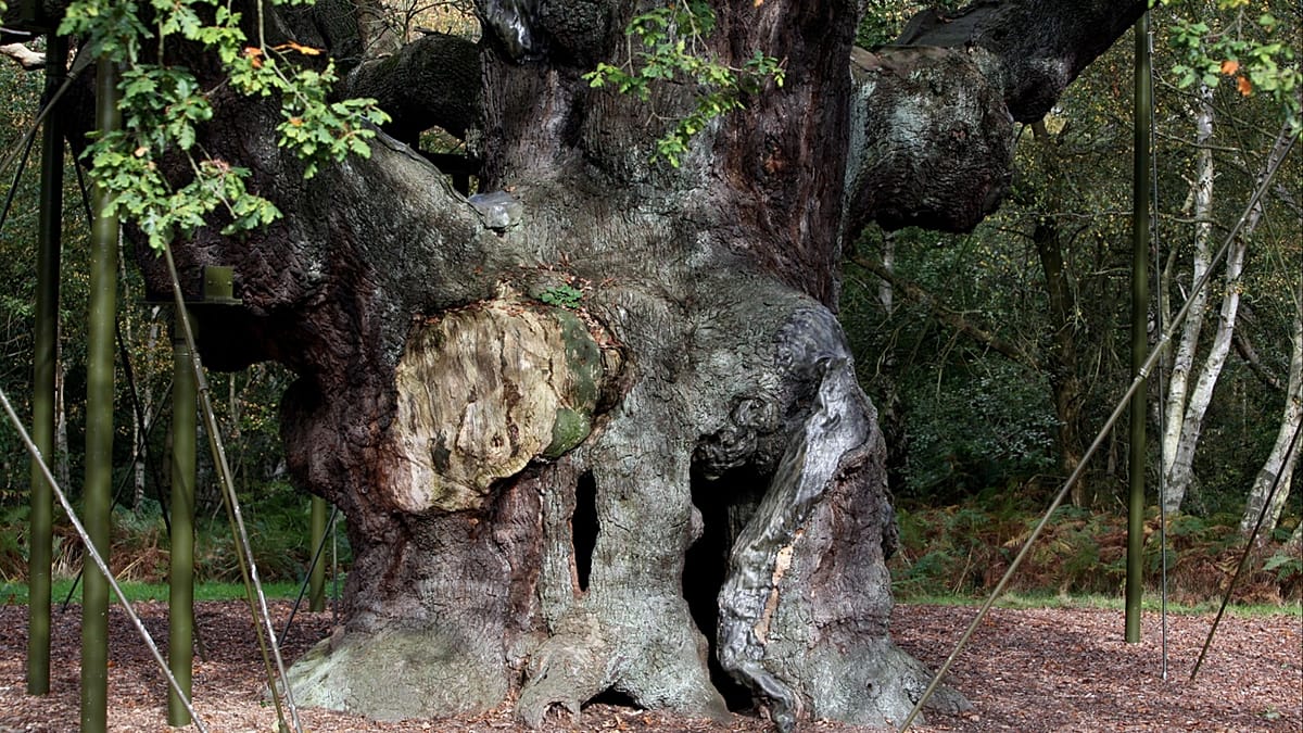 Sherwood Forest's Legendary Major Oak, Linked to Robin Hood, Dies at 1,200