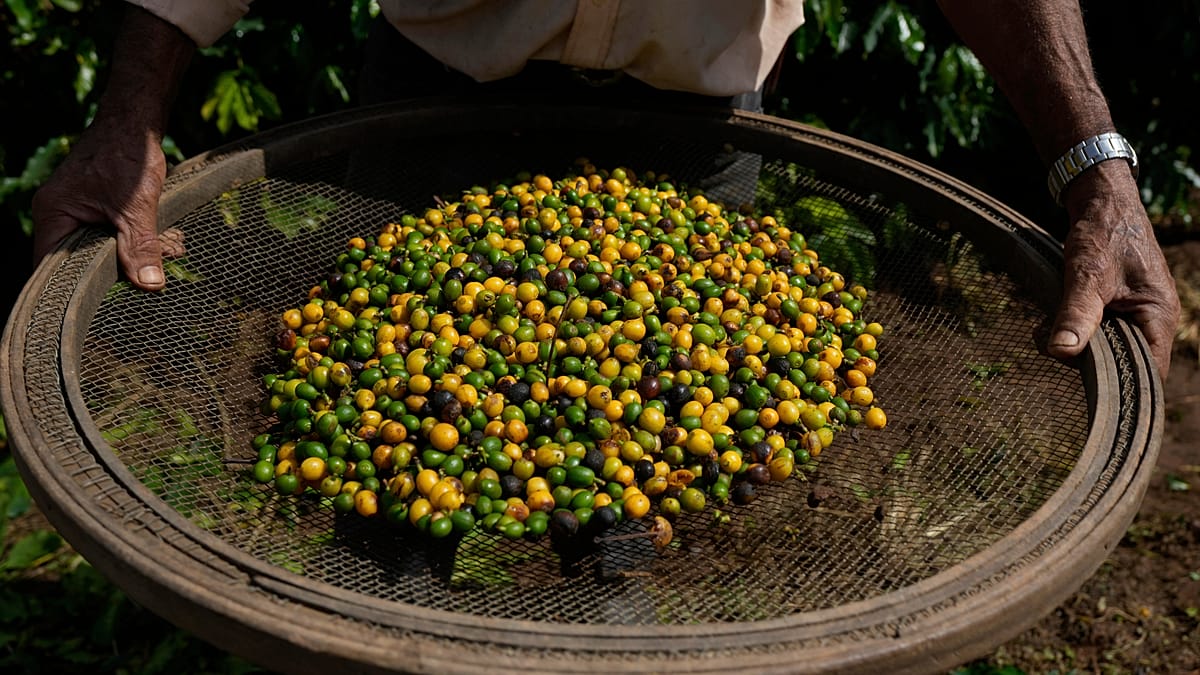 Sicilian estate harvests Italy's first homegrown Arabica coffee