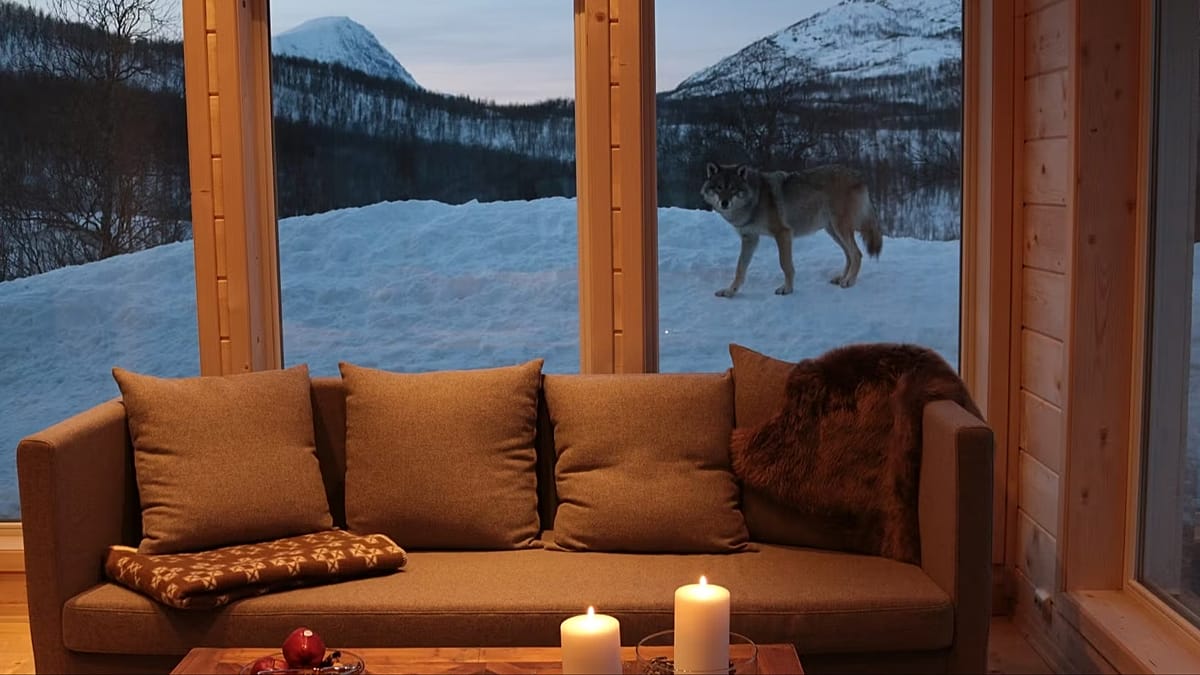 Sleep with Wolves and Capybaras: Europe's Best Zoo Stays for a Wild Night