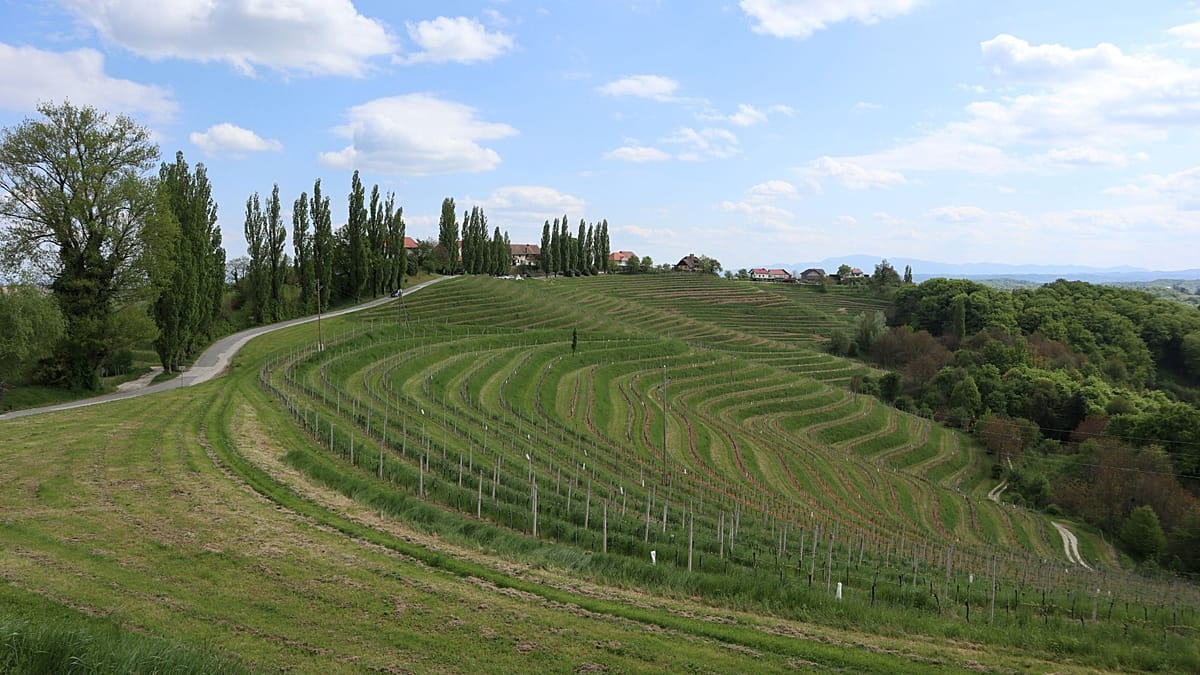 Slovenia's Štajerska tops European wine region ranking
