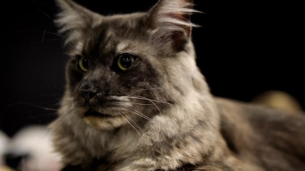 Sofia Hosts International Cat Show Expo with 150 Felines from Across Europe