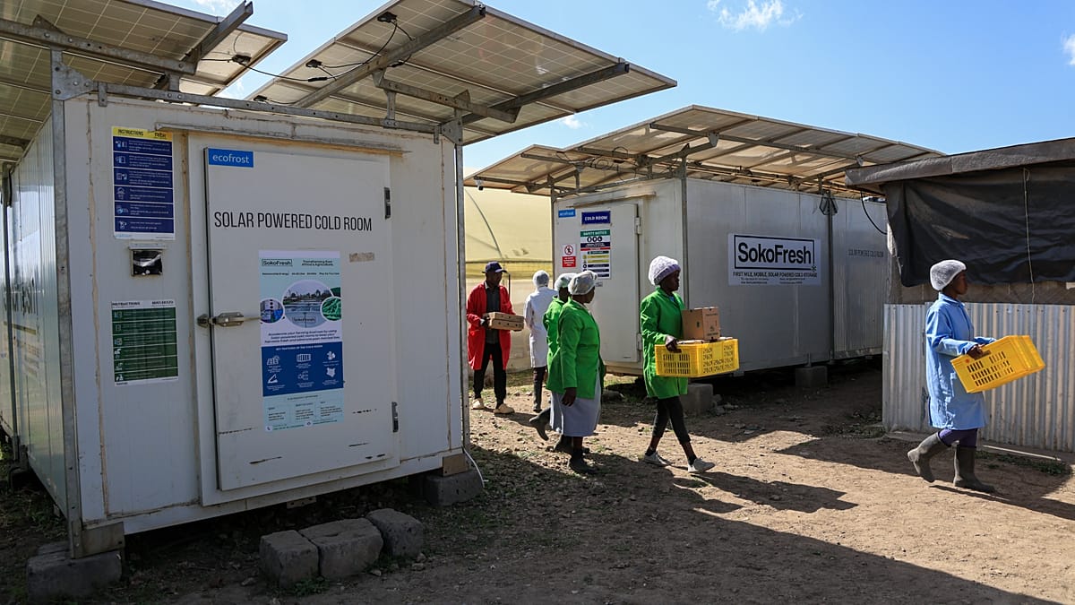Solar-Powered Cold Storage Boosts African Farmers' Incomes by 50%, Cuts Waste