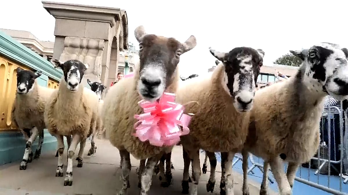 Southwark Bridge hosts annual sheep drive charity parade in London