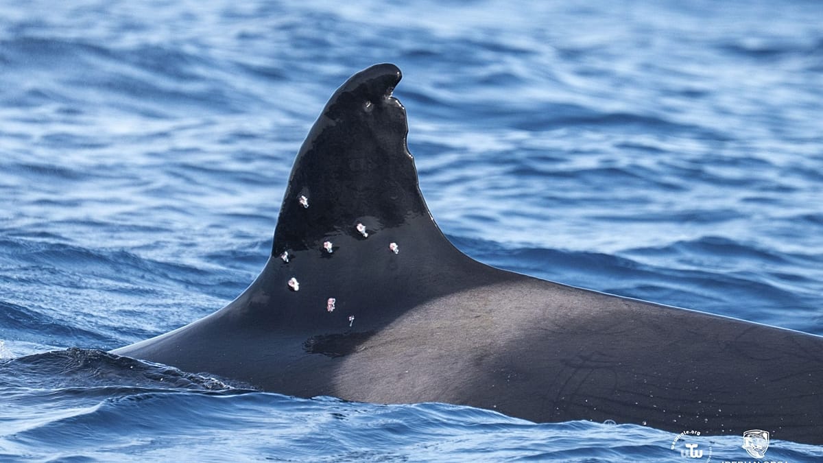 Spain probes shotgun wounds on oldest Gibraltar orca