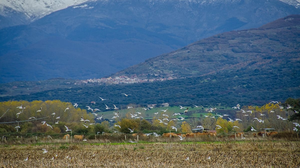 Spain's autumn inland escapes: from Salamanca to Asturias