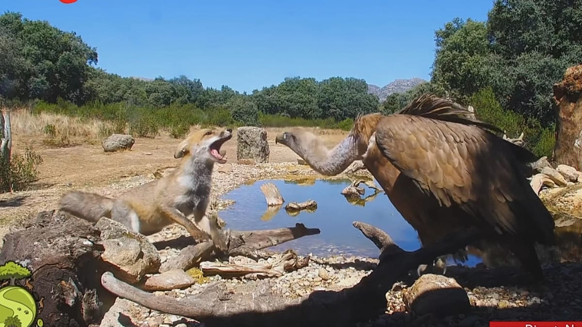 Spain's Nature Webcams: A Digital Window on Wildlife