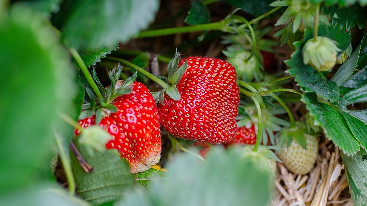 Spanish strawberries rank among Europe's cleanest in pesticide study