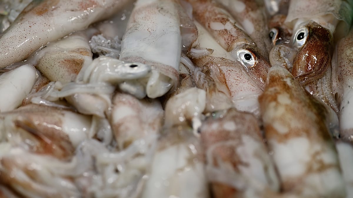 Squid surge in the North Sea signals a warming ocean