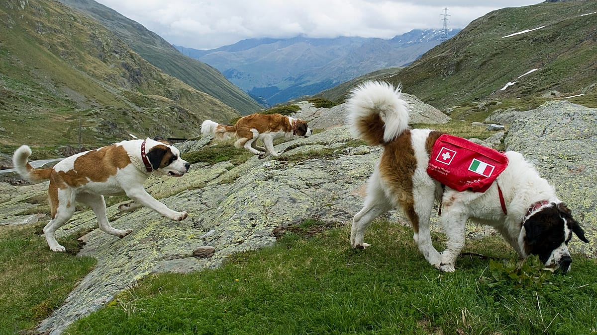 St. Bernard Rescue Dogs Still Patrol the Swiss Alps as Barryland Marks First Year