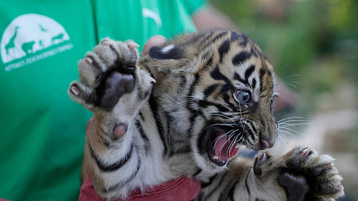 Sumatran tiger cubs get first health checks at Greek zoo