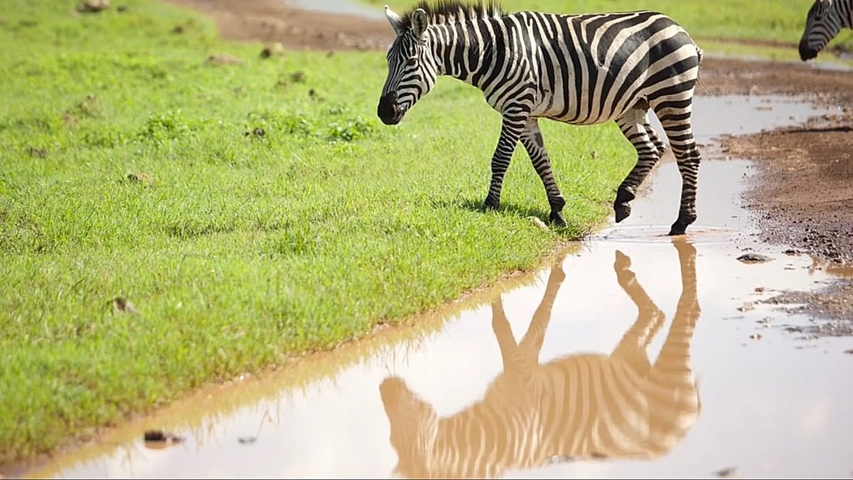 Tanzania Bets on Serengeti Golf and AFCON 2027 to Diversify Tourism Beyond Safaris