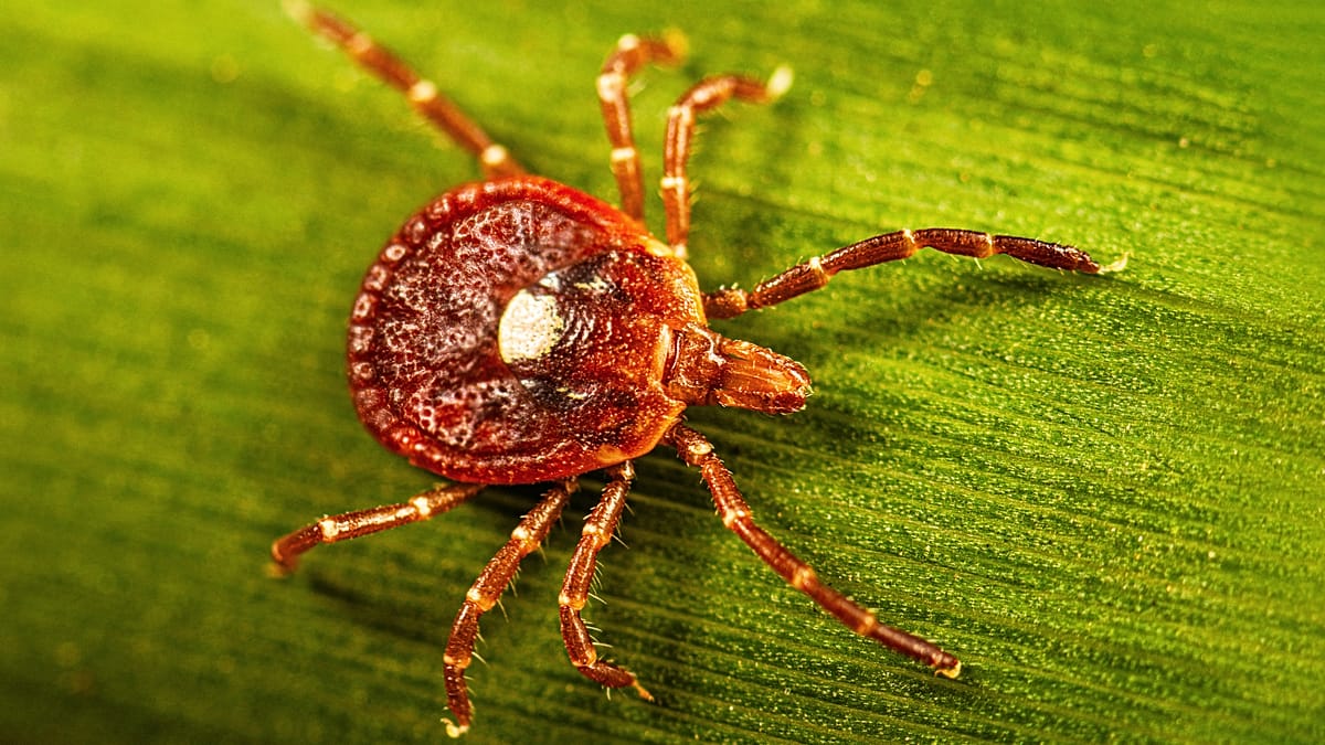 Tick-Borne Alpha-Gal Syndrome: The Delayed Meat Allergy Gaining Attention in Europe