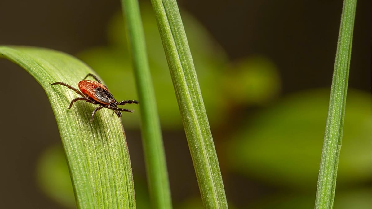 Tick season in Europe: practical steps to cut bite risks this summer
