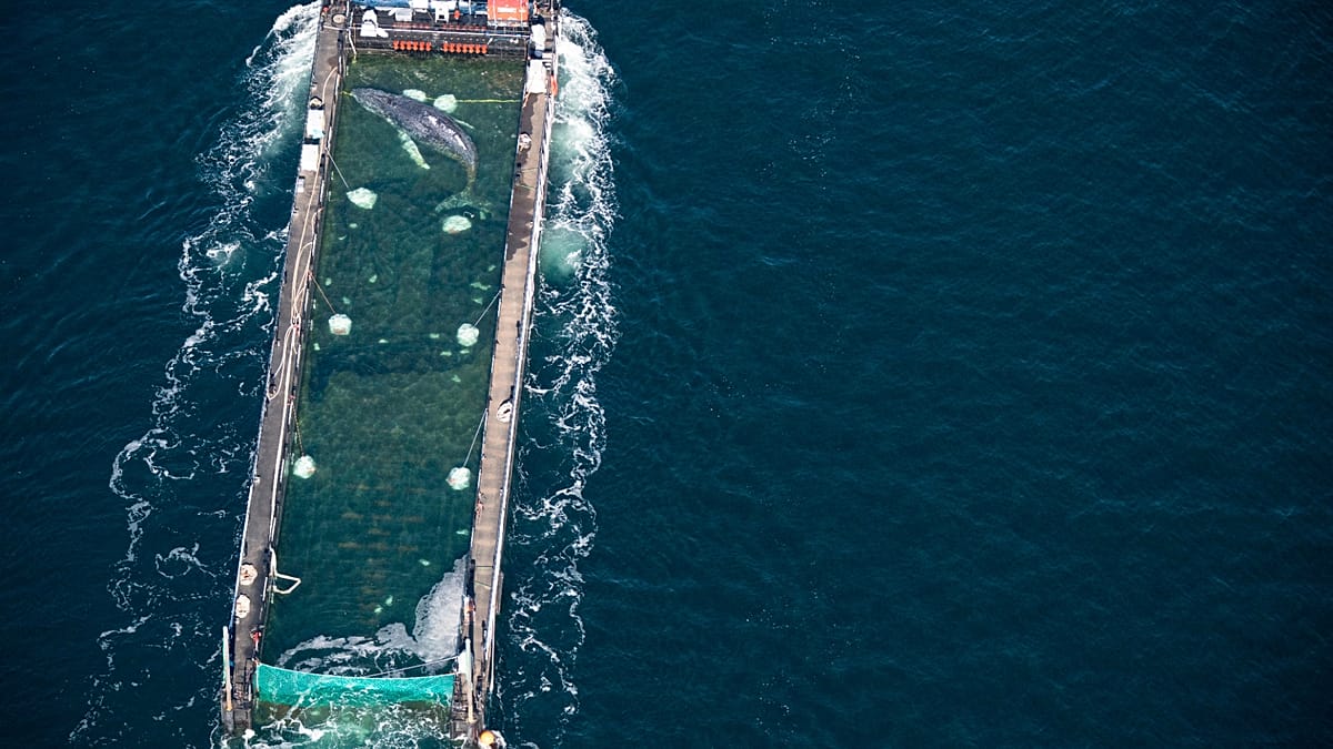 Timmy the Humpback Whale Presumed Dead After Controversial Release in North Sea Shipping Lane