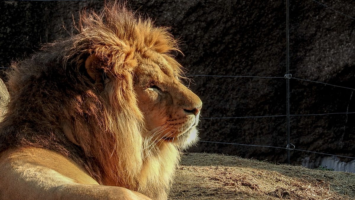 Tokyo zoo lions die as Japan's humid heat takes toll