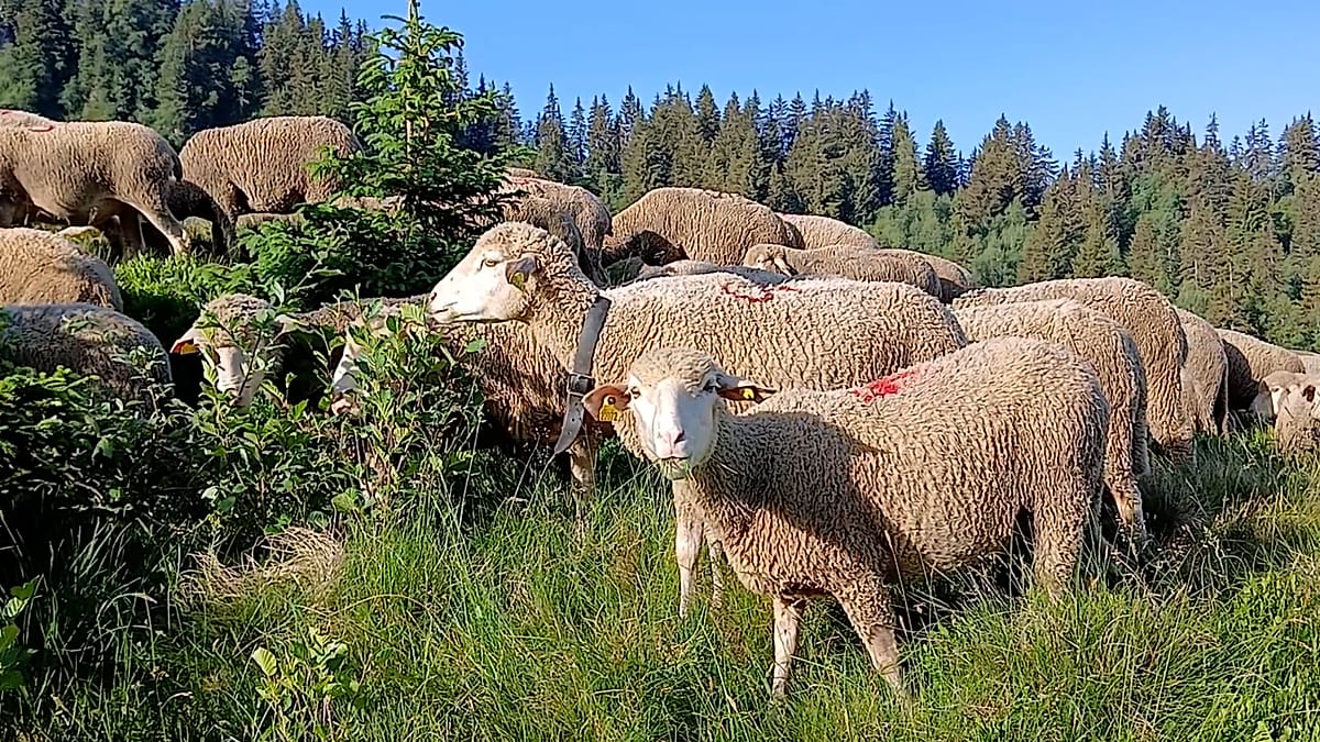 Transhumance Returns to the French Alps as Ancient Practice Sees Revival