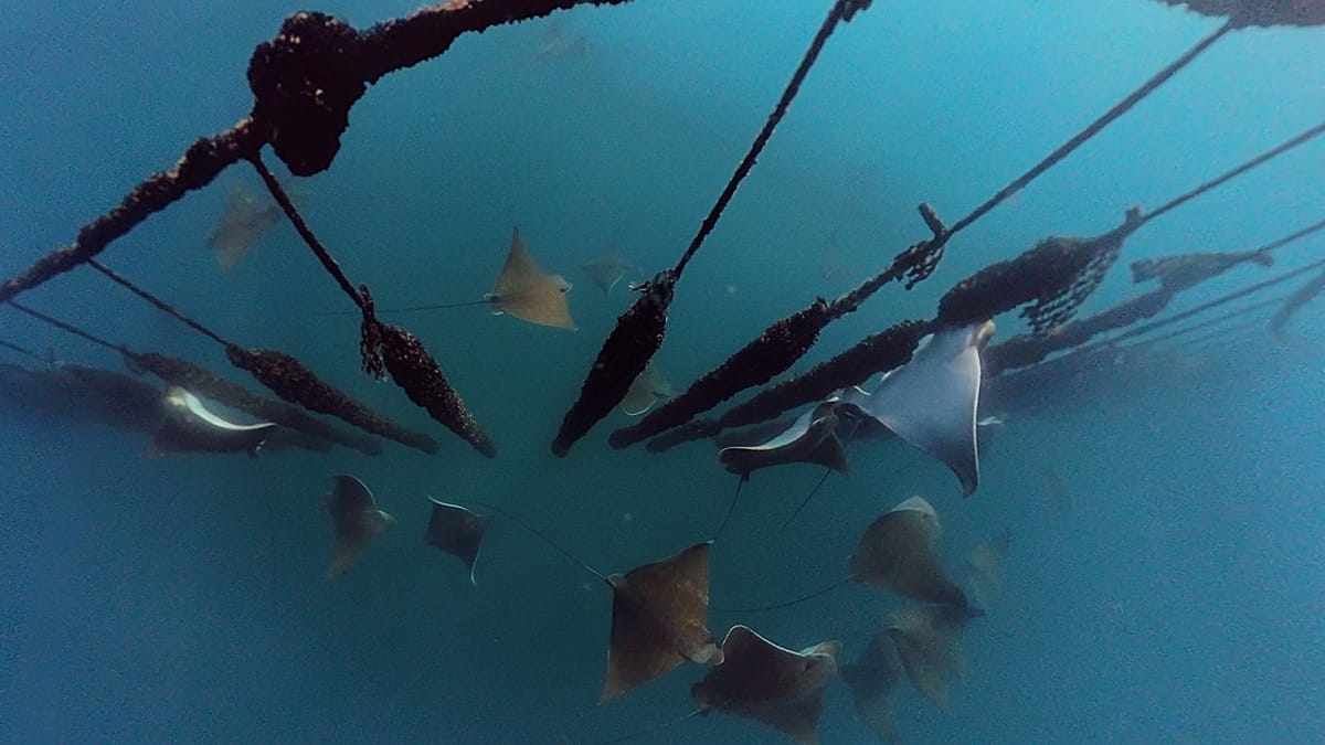 Trieste's Bull Ray Surge: A Mediterranean First Threatens Mussel Farms