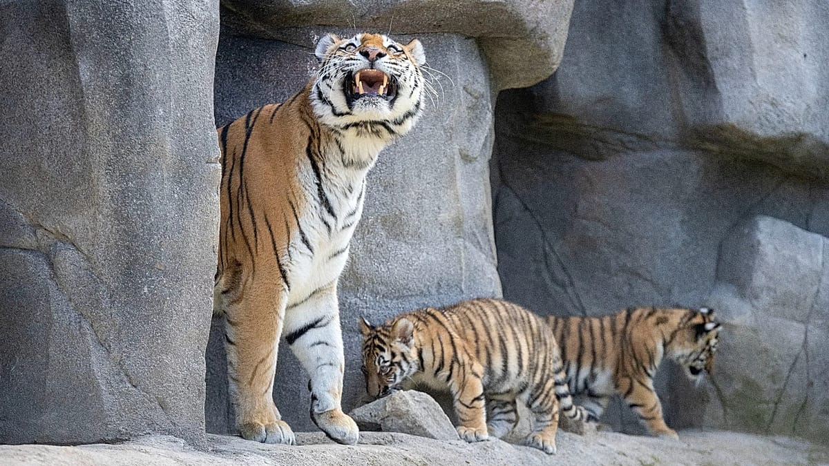 Trump criticised for sharing fatal tiger attack video from UK