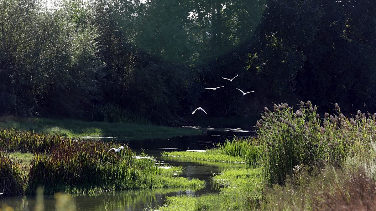 Two French Children Found Abandoned in Portuguese Forest, Mother Sought