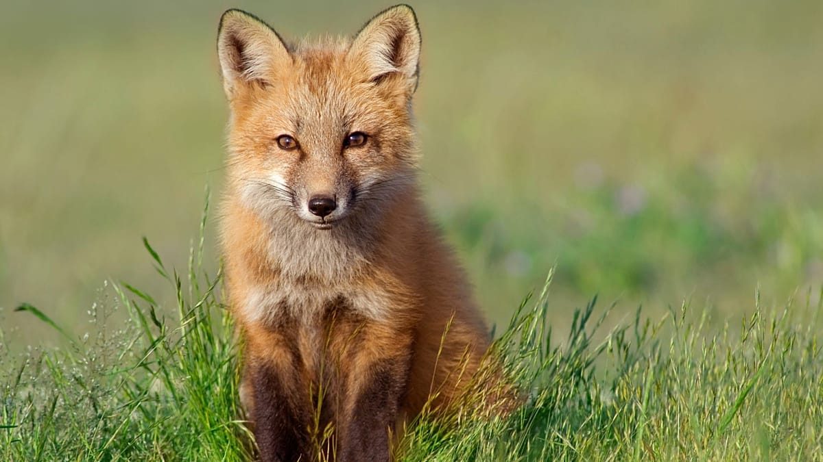 UK Banknotes to Feature Native Wildlife After Public Vote