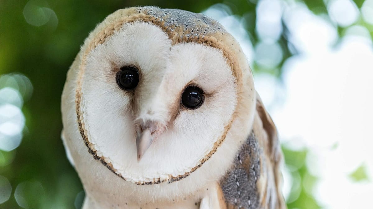 UK banknotes to feature puffins, owls, bees and hedgehogs