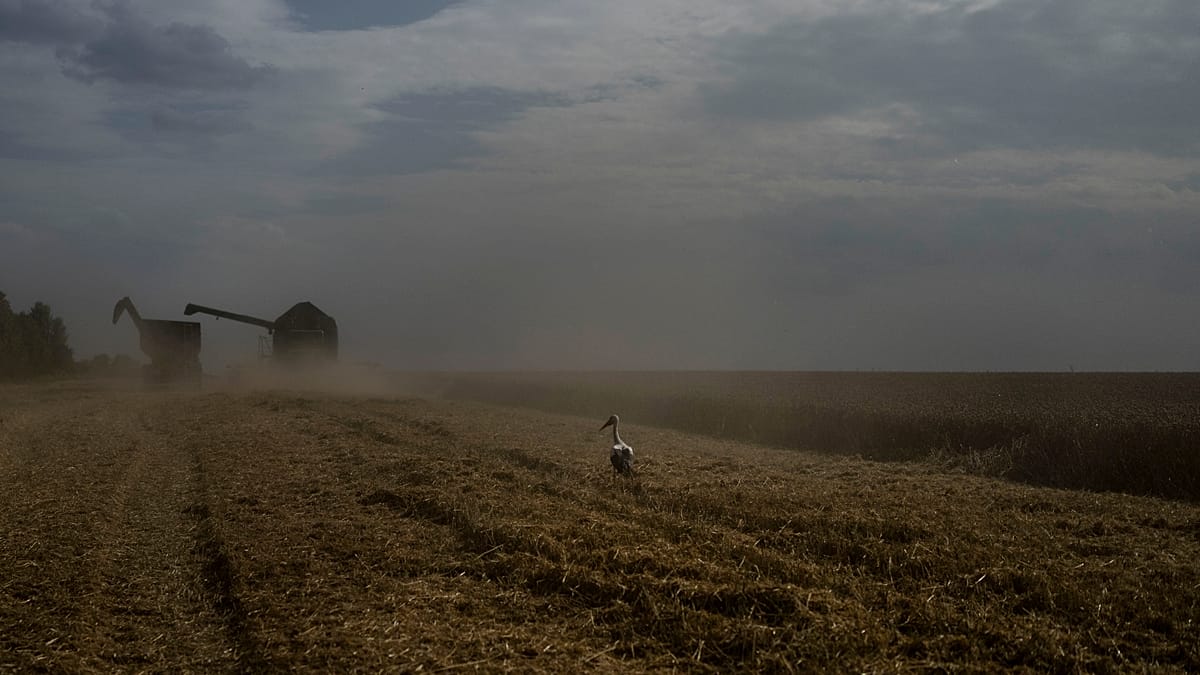 Ukraine Accuses Egypt of Accepting Fourth Shipment of Stolen Grain via Russia