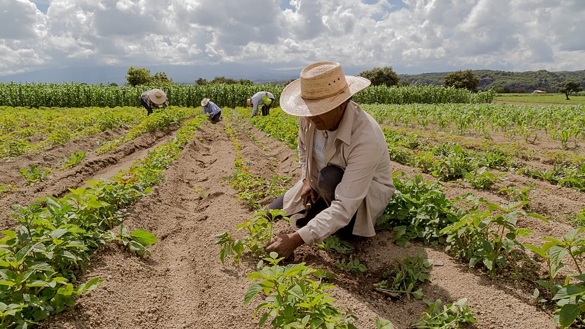 UN Warns War-Driven Energy and Fertiliser Costs Will Keep Food Inflation High