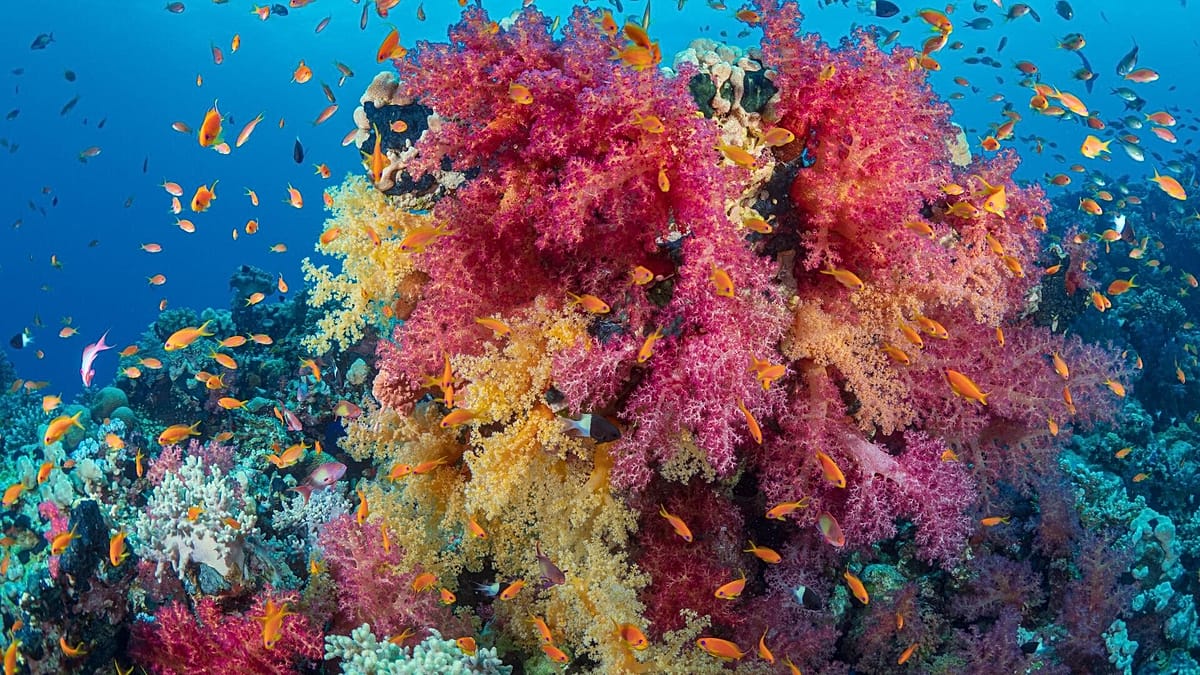 Underwater umbrellas offer temporary shade for heat-stressed corals