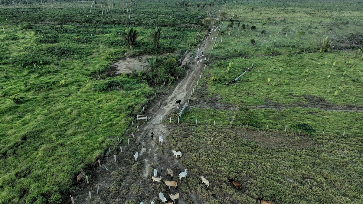 US Lawmakers Urge EU to Keep Deforestation Law Strong Ahead of Review