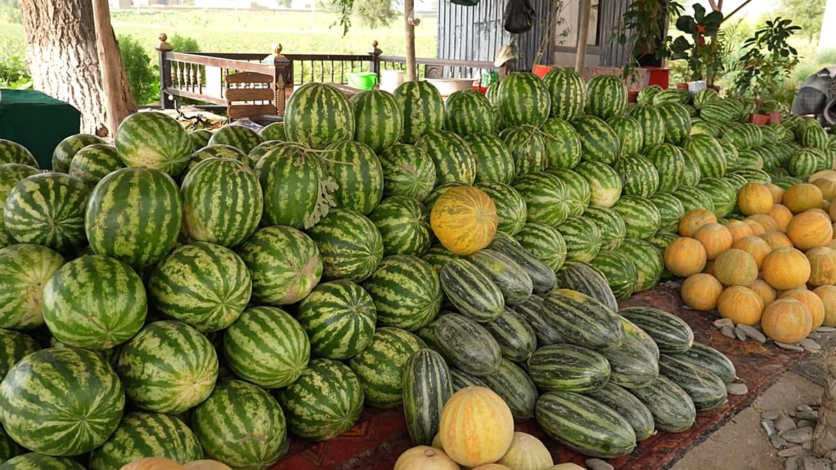 Uzbekistan's harvest calendar: a journey through seasonal farming