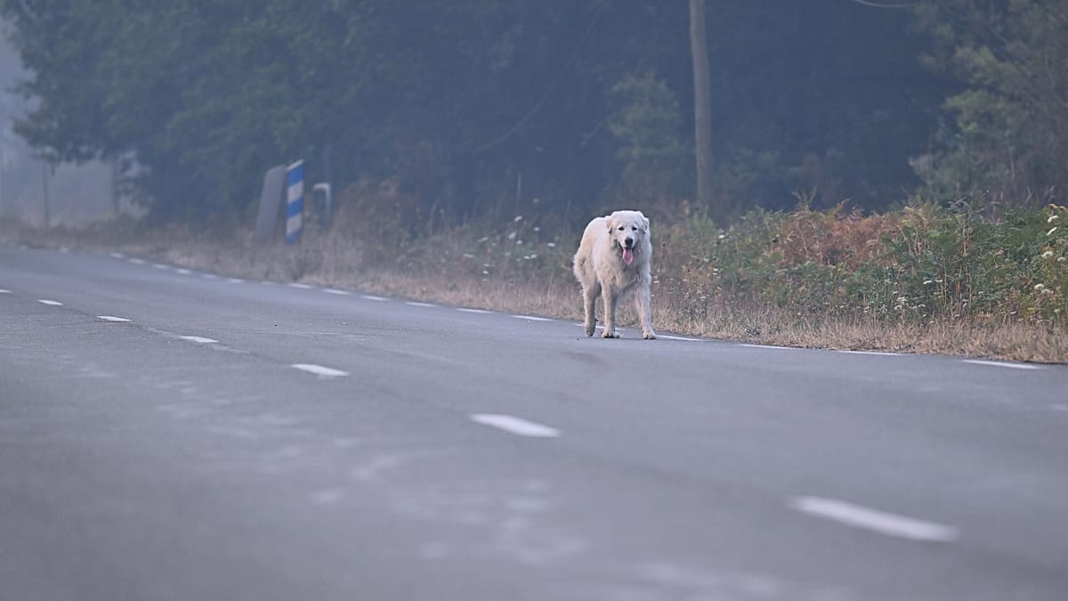 Veterinary team in Bordeaux cares for pets of Gironde wildfire evacuees